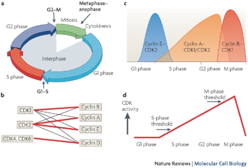 ¿Dónde y cuándo actuar ciclinas en el ciclo celular? (A) células cíclicas someterse a tres principales transiciones durante su ciclo celular. El comienzo de la fase S está marcada por la aparición de la replicación del ADN, el inicio de la mitosis (M) es acompañado por la descomposición de la envoltura nuclear y la condensación de cromosomas, mientras que la segregación de las cromátidas hermanas marca la transición de metafase a anafase-. Quinasas dependientes de ciclina (CDKs) desencadenar la transición de G1 a la fase S y de G2 a la fase M mediante fosforilación de grupos distintos de sustratos. (B) CDK1 y CDK2 ciclinas se unen a múltiples tipos (ciclina A, B, D y E), mientras que CDK4 y CDK6 sólo asociadas ciclinas de tipo D. Las líneas gruesas representan el emparejamiento preferido para cada quinasa. (C) De acuerdo con el modelo clásico de control del ciclo celular, ciclinas de tipo D y CDK4 o CDK6 regular eventos en fase G1 temprana (no mostrado), la fase de ciclina E-CDK2 desencadenantes S, ciclina A-CDK2 y ciclina A-CDK1 regular la terminación de la fase S, y B-ciclina CDK1 es responsable de la mitosis. (D) Basándose en los resultados de ciclina y CDK-knockout estudios, los científicos han construido un modelo nuevo umbral de control del ciclo celular. En consecuencia, ya sea CDK1 o CDK2 obligado a ciclina A es suficiente para controlar la interfase, mientras que la ciclina B-CDK1 es esencial para tomar células en mitosis. Las diferencias entre la interfase y CDKs mitóticas no son necesariamente debido a la especificidad de sustrato, pero son más probablemente el resultado de localización diferente y un umbral más alto para la actividad de mitosis de la interfase.