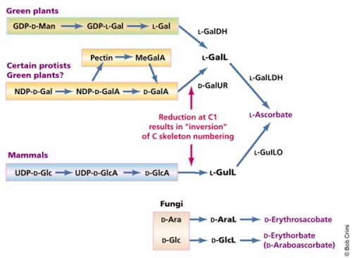 Figura 1: La diversidad de las vías biosintéticas de ascorbato y sus análogosAbreviaturas: Ara / Aral, arabinosa / arabinonolactone; Gal / GALA / Gall, galactosa / ácido galacturónico / galactonolactona, L-GalDH, galactosa deshidrogenasa, L-GalLDH, deshidrogenasa galactonolactona, D-GalUR, ácido galacturónico reductasa; Glc / GlcA / GlcL , glucosa / ácido glucurónico / gluconolactona, gaviota, gulonolactona, L-gulo, oxidasa gulonolactona; PIB, difosfato de guanosina, Hombre, manosa; Megala, metil-D-galacturónico; NDP, nucleósido difosfato, UDP, difosfato de uridina.