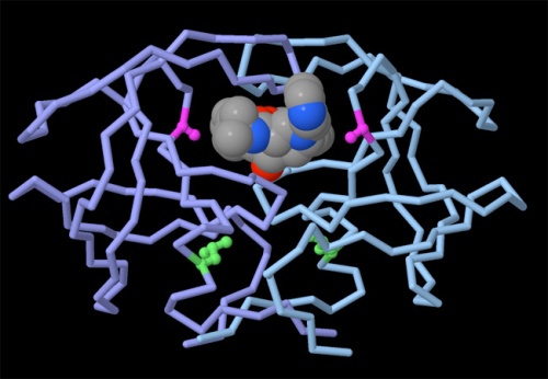 ura 1: Estructuras de la proteasa del VIH y el diseño de drogasEn el anteproyecto de presupuesto, se pueden encontrar cientos de estructuras de la proteasa del VIH con fármacos antirretrovirales. El complejo se muestra aquí es una forma mutante de la proteasa, que se ha vuelto resistente a los medicamentos anti-VIH. El fármaco se muestra en las esferas grandes en el centro, y la proteasa se muestra con un tubo que sigue a la cadena de proteína. Las mutaciones se muestran en magenta y verde. Los científicos están utilizando estructuras como éste para entender la acción de los fármacos existentes y diseñar medicamentos nuevos y más potentes para combatir la farmacorresistencia. Usted puede explorar esta estructura por ir a la AP RCSB y la búsqueda de AP entrada 1sdv (Mahalingam et al. 2004) (www.pdb.org). Banco de Datos de Proteínas.