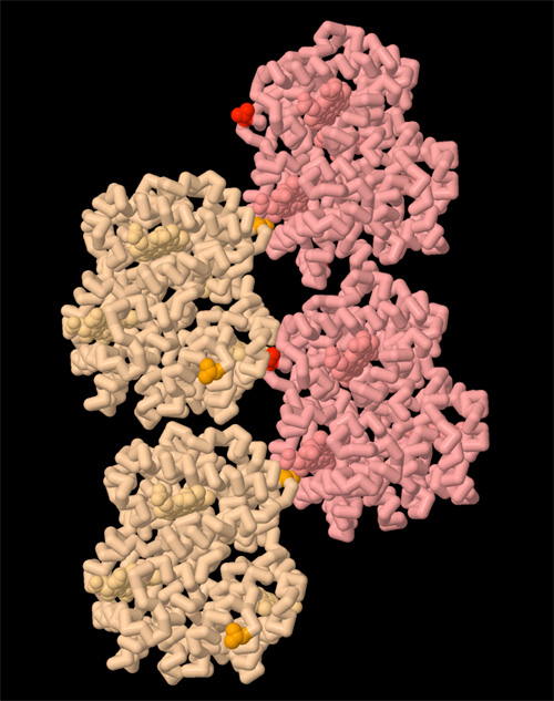 Figura 2: La hemoglobina falciformeUna mutación de la hemoglobina hace que las proteínas a agregarse en cadenas largas. Estas cadenas distorsionar las células rojas de la sangre en una forma de hoz, y causar problemas graves de circulación. Usted puede explorar la estructura de las fibras de hemoglobina en la entrada PDB 2hbs (Harrington, Adachi, y Royer, Jr. 1997). La estructura muestra cómo la mutación de aminoácidos, de color rojo brillante y naranja aquí, se unen a las moléculas de hemoglobina vecinos, la estabilización de la fibra (www.pdb.org). Banco de Datos de Proteínas.