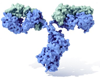 Molécula de inmunoglobulina con su típica forma de Y. En azul se observan las cadenas pesadas con cuatro dominios Ig, mientras que en verde se muestran las cadenas ligeras. Entre el tallo (Fracción constante, Fc) y las ramas (Fab) existe una parte más delgada conocida como "región bisagra" (hinge).