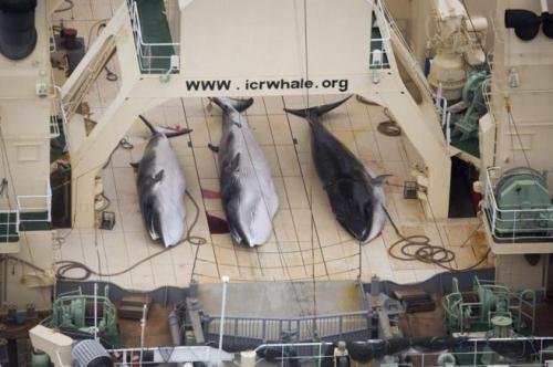Fotografía de archivode Sea Shepherd que muestra a un pesquero japonés de ballenas tras cazar 3 ejemplares. Efe